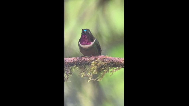 Colibrí Gorjiamatista (grupo amethysticollis) - ML470757741