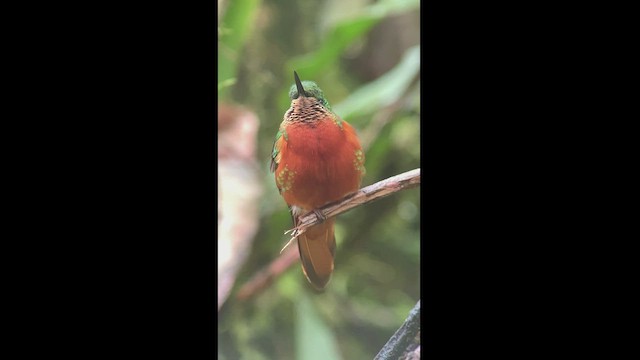 Chestnut-breasted Coronet - ML470757821