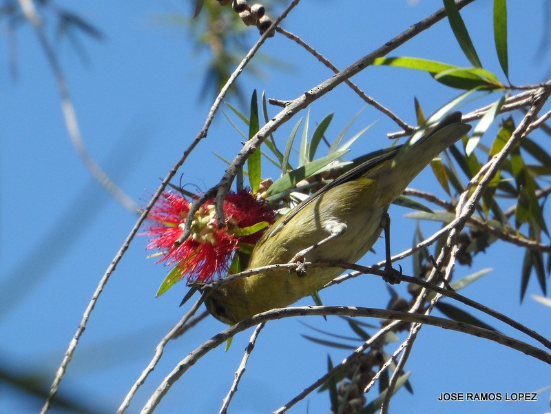 Tennessee Warbler - ML47075831