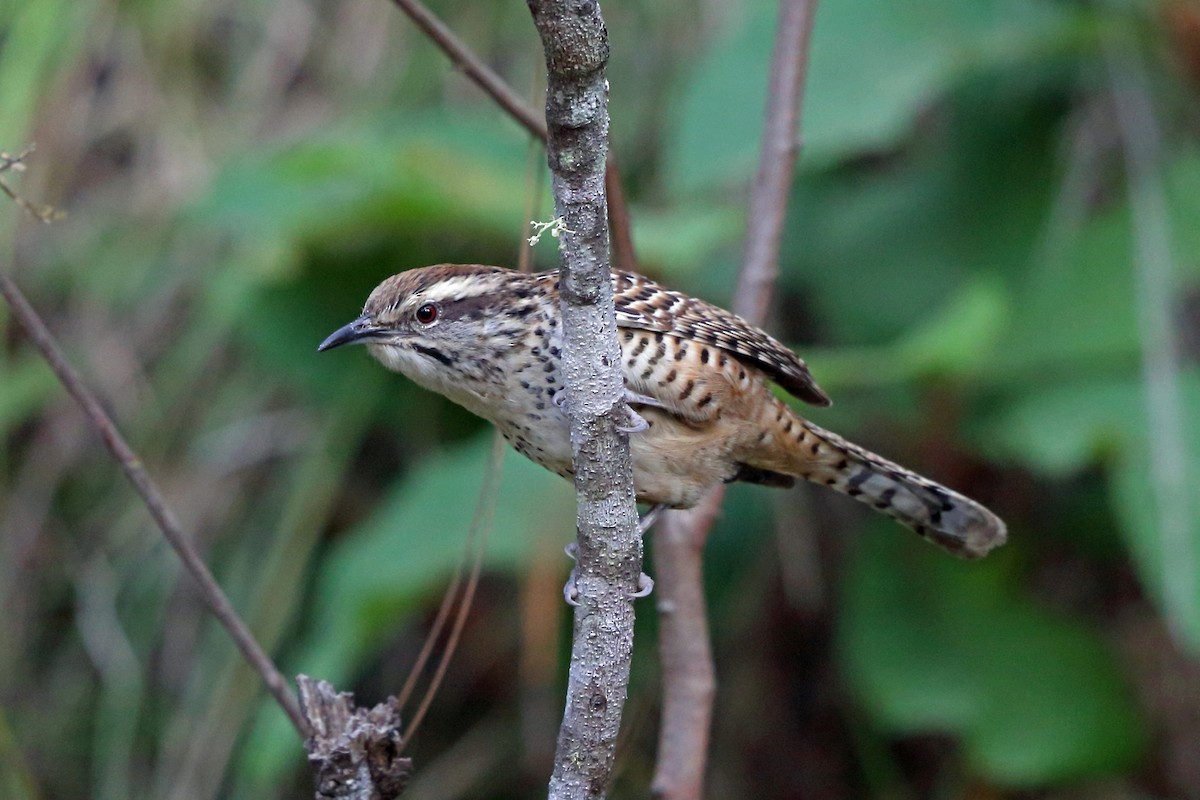 Spotted Wren - ML47075921