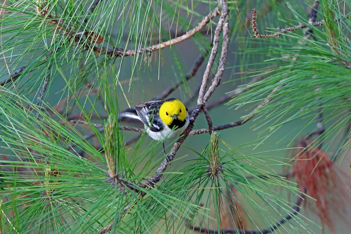 Hermit Warbler - ML47075941