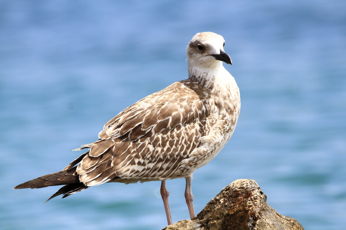 Gaviota Patiamarilla - ML470759441