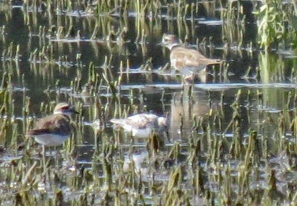 Sanderling - ML470759591