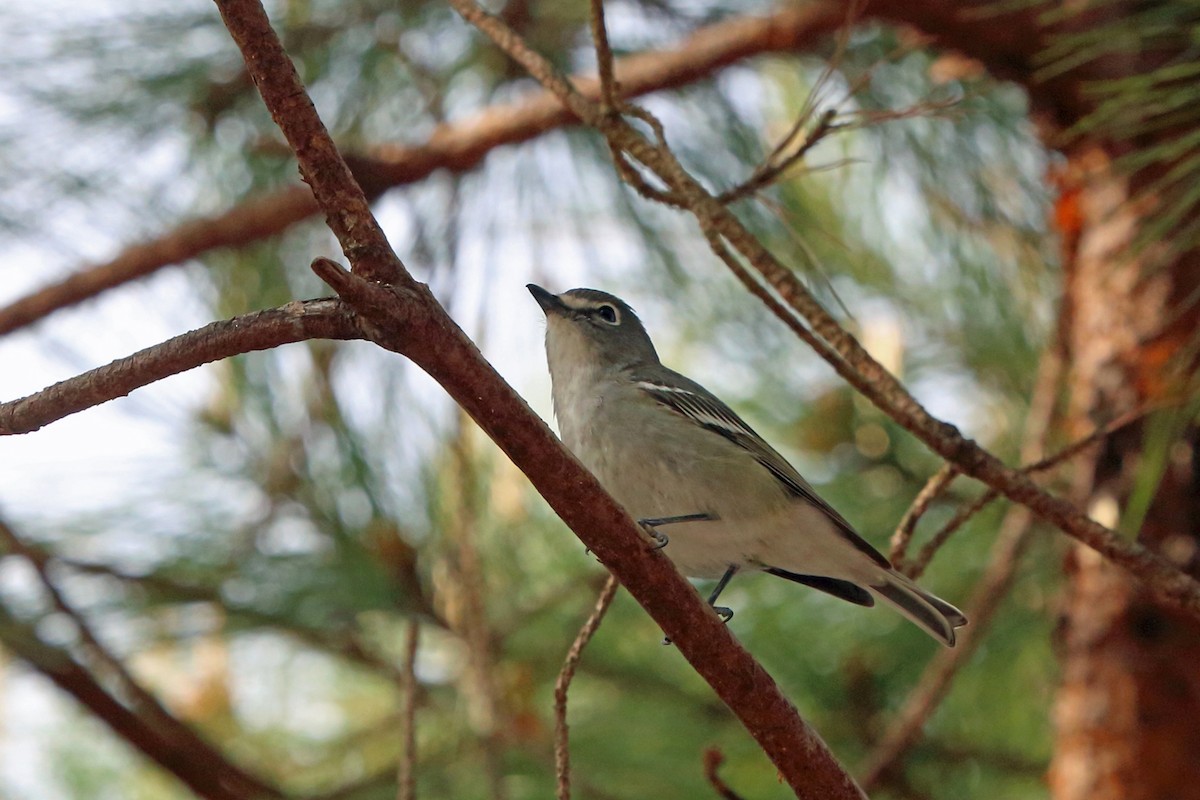 Plumbeous Vireo - ML47075981