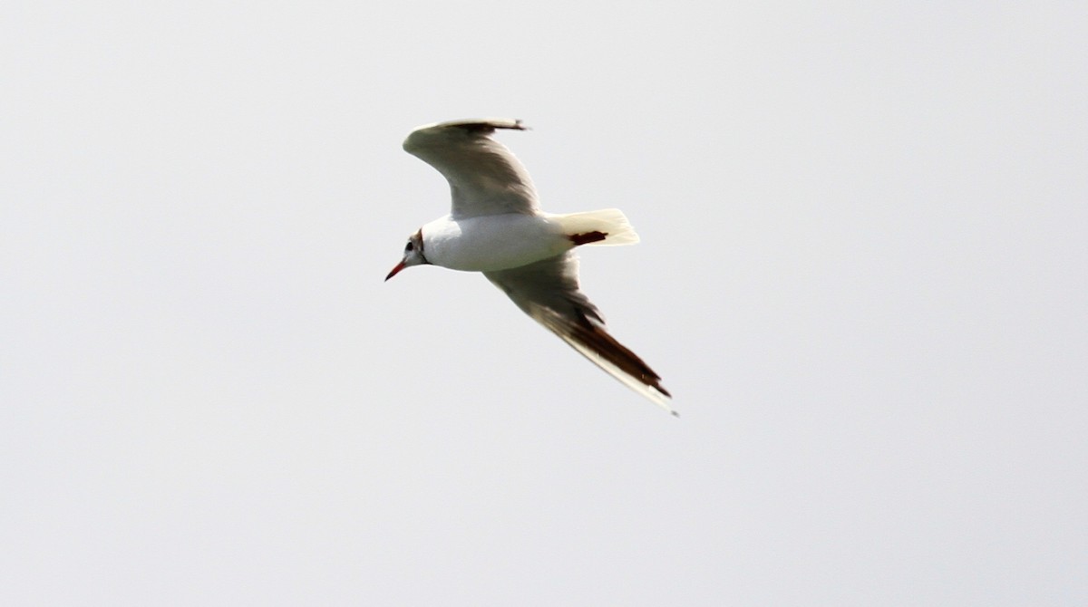 Black-headed Gull - ML470759831