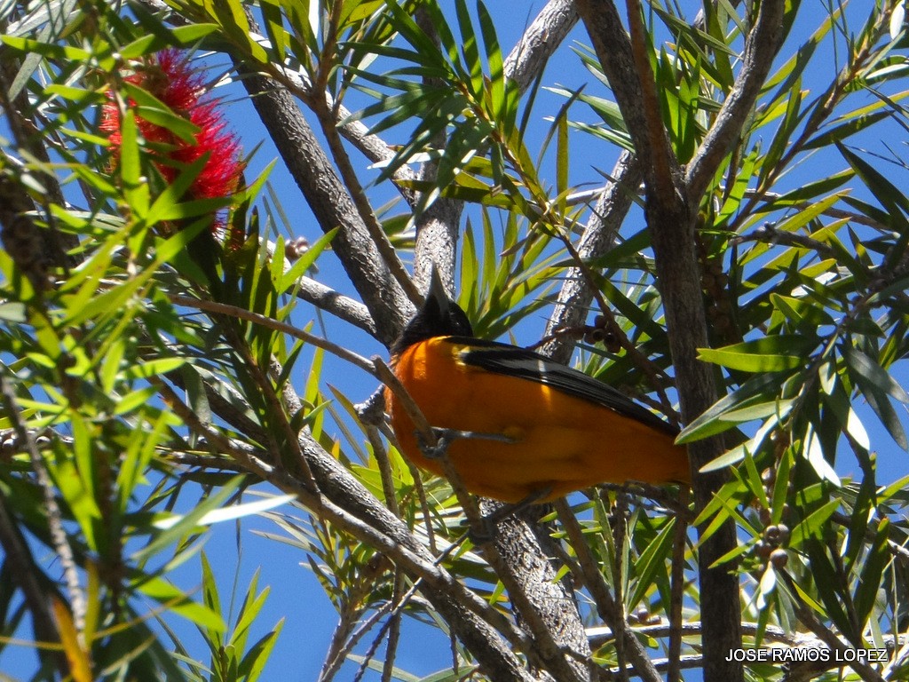 Baltimore Oriole - ML47076011