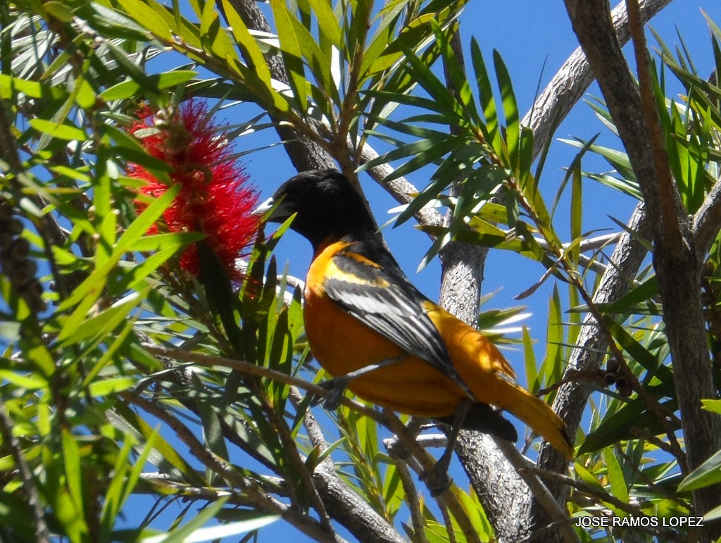 Baltimore Oriole - ML47076021