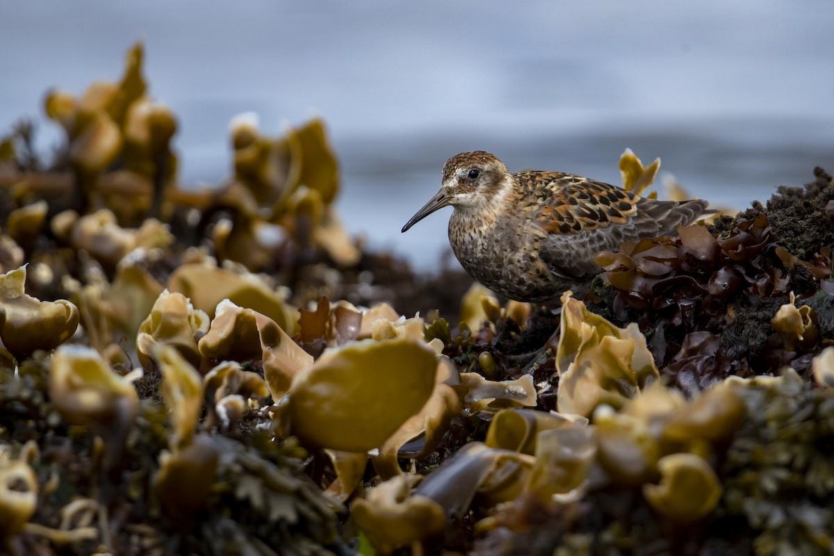 Rock Sandpiper (quarta) - ML470761131