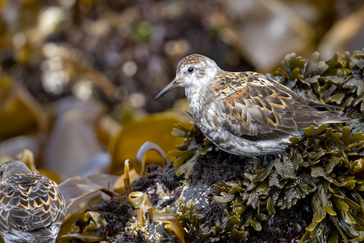 Rock Sandpiper (quarta) - ML470761141