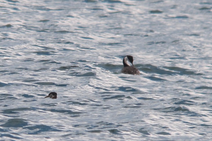 Western Grebe - ML470761431