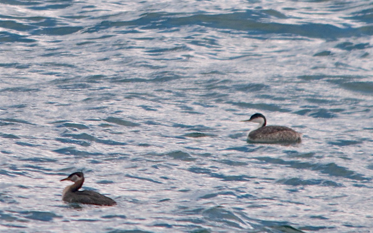 Western Grebe - ML470761441