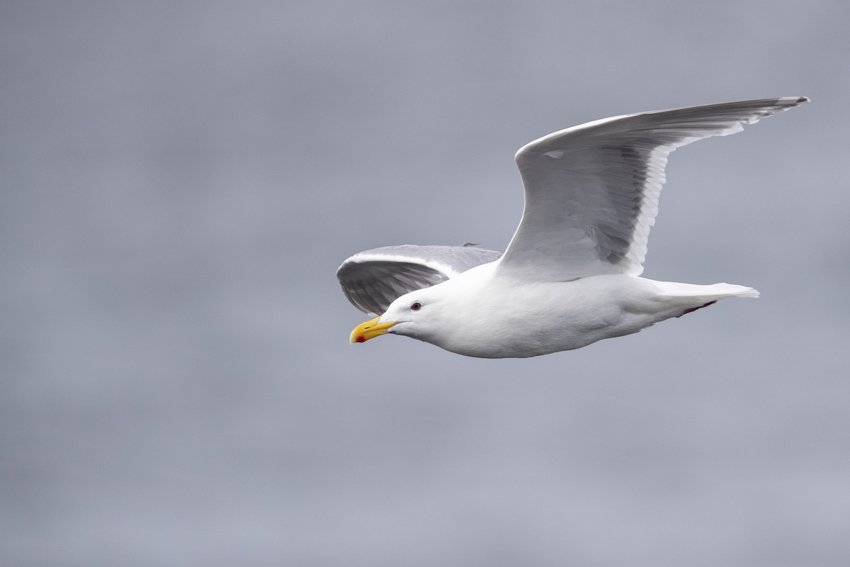 Glaucous-winged Gull - ML470761451