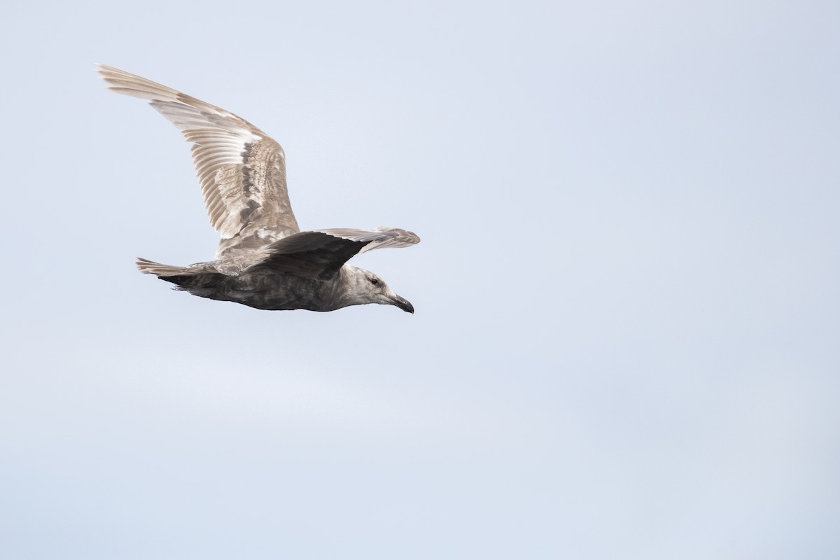 Glaucous-winged Gull - ML470761461