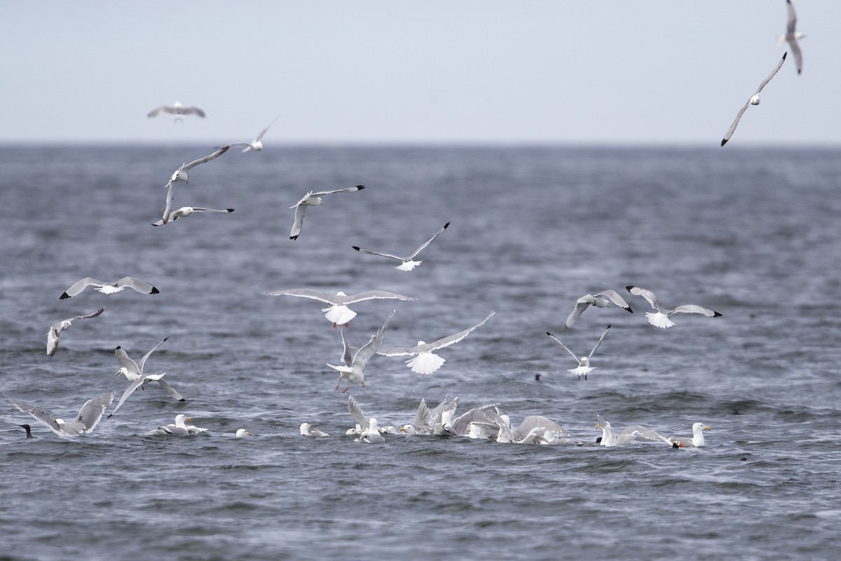 Glaucous-winged Gull - ML470761481