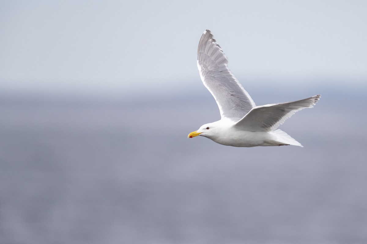 Glaucous-winged Gull - ML470761491