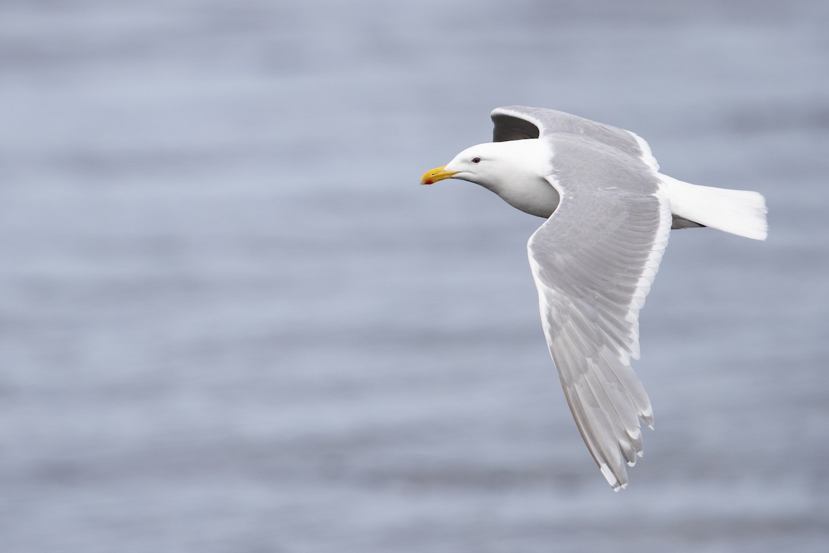 Glaucous-winged Gull - ML470761501