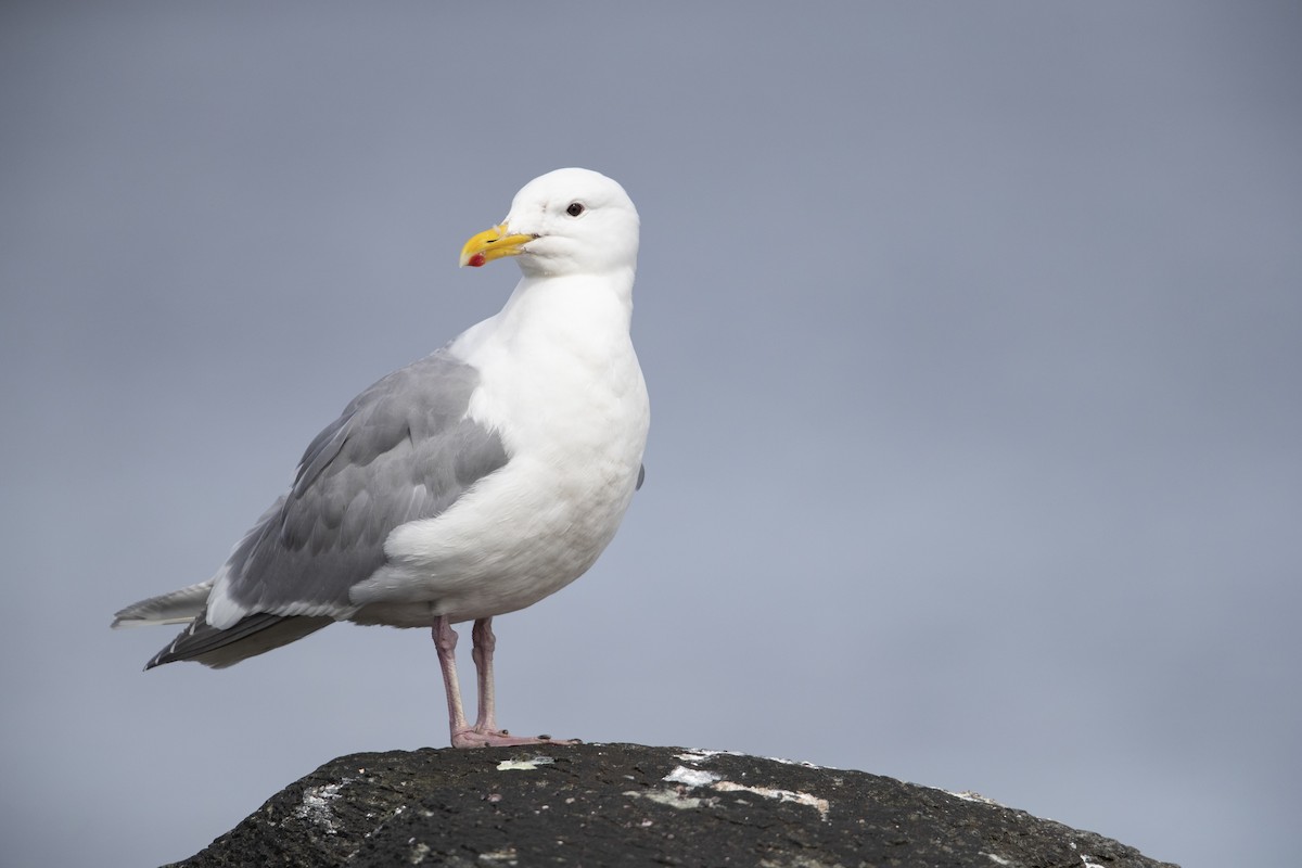 Glaucous-winged Gull - ML470761551