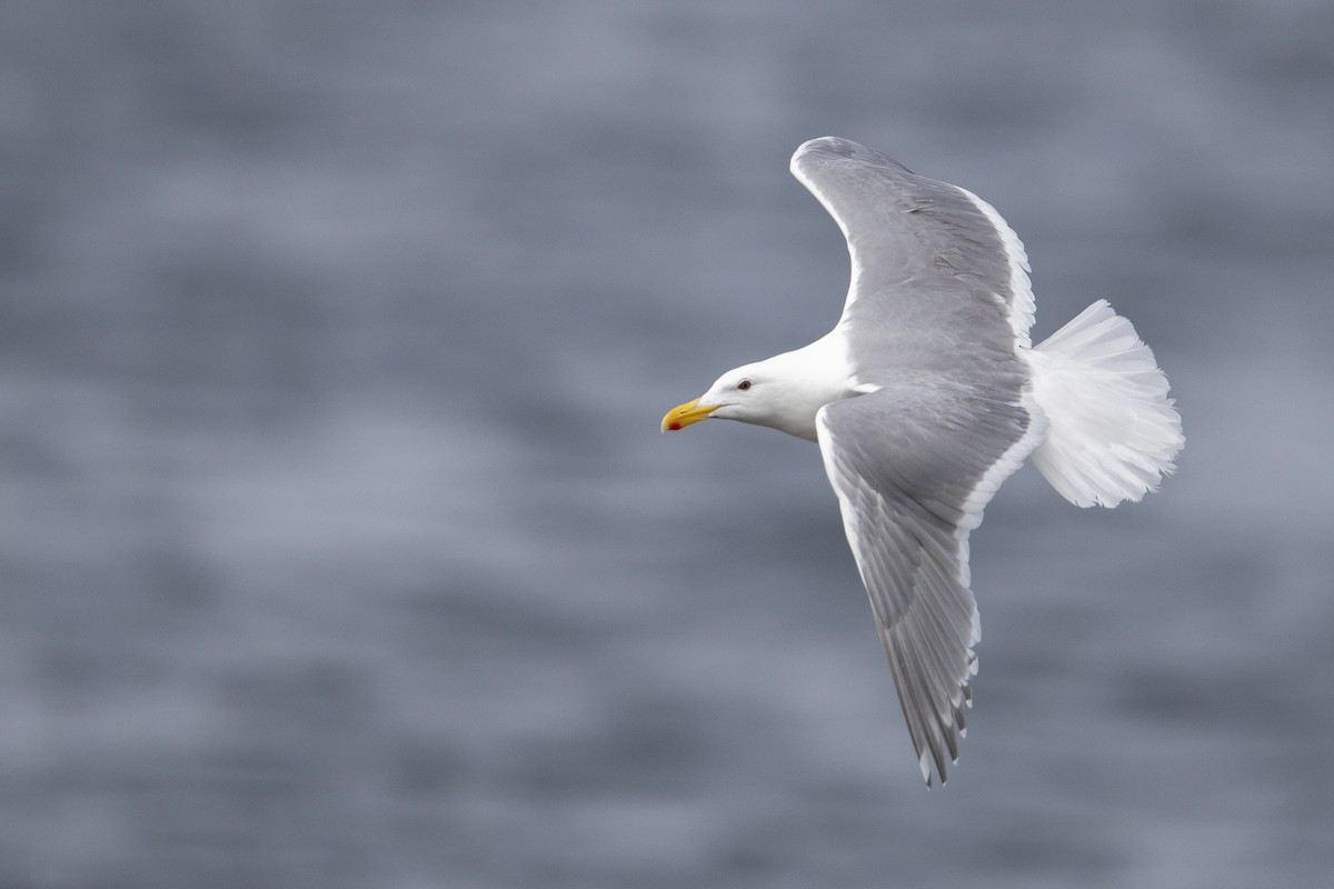Glaucous-winged Gull - ML470761571