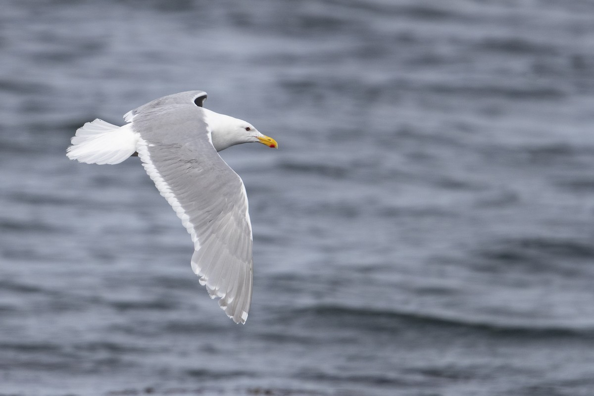 Glaucous-winged Gull - ML470761581