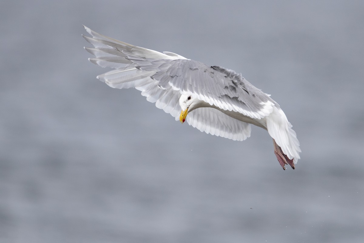 Glaucous-winged Gull - ML470761591