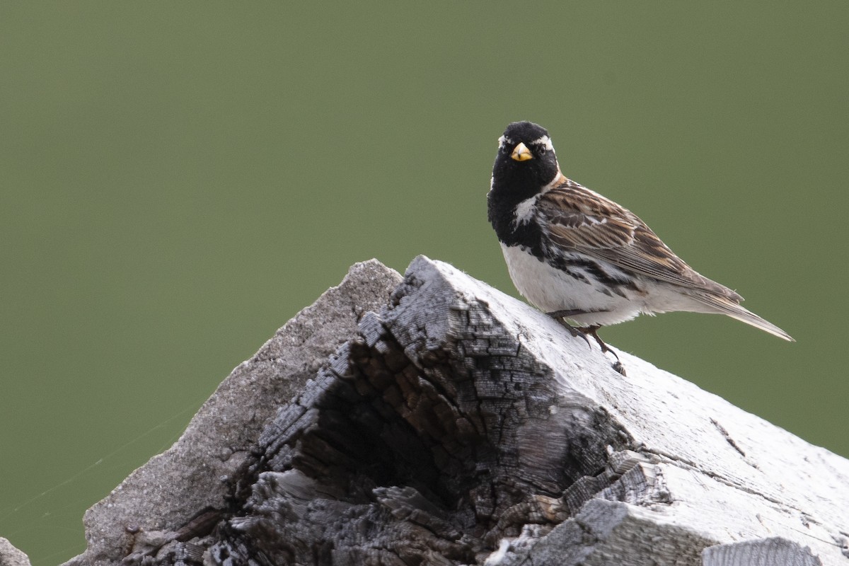 Lapland Longspur - ML470762261