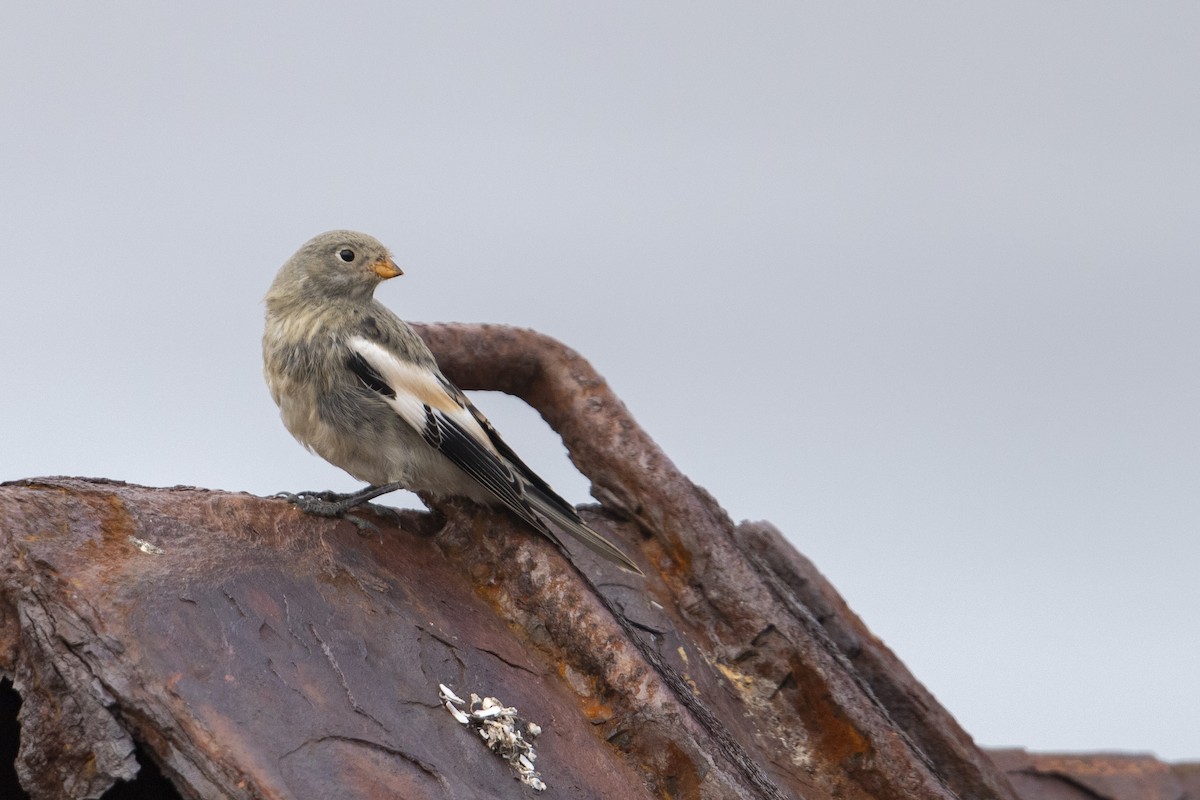 Snow Bunting - ML470762341