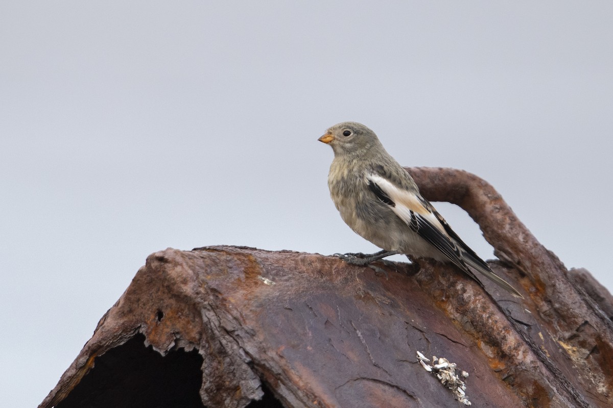 Snow Bunting - ML470762351