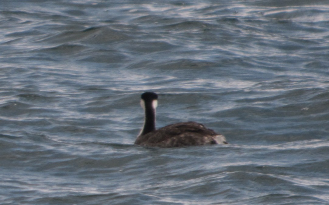 Western Grebe - ML470762671