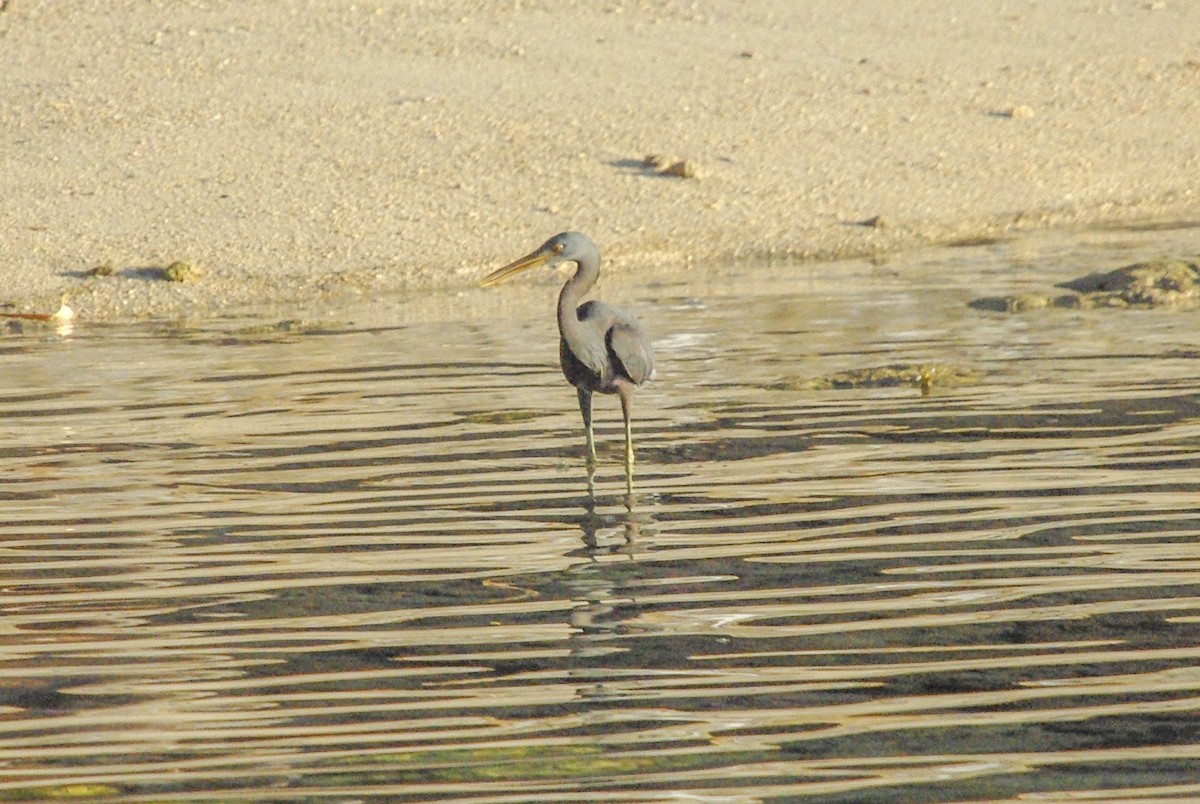 Pacific Reef-Heron - ML470762731