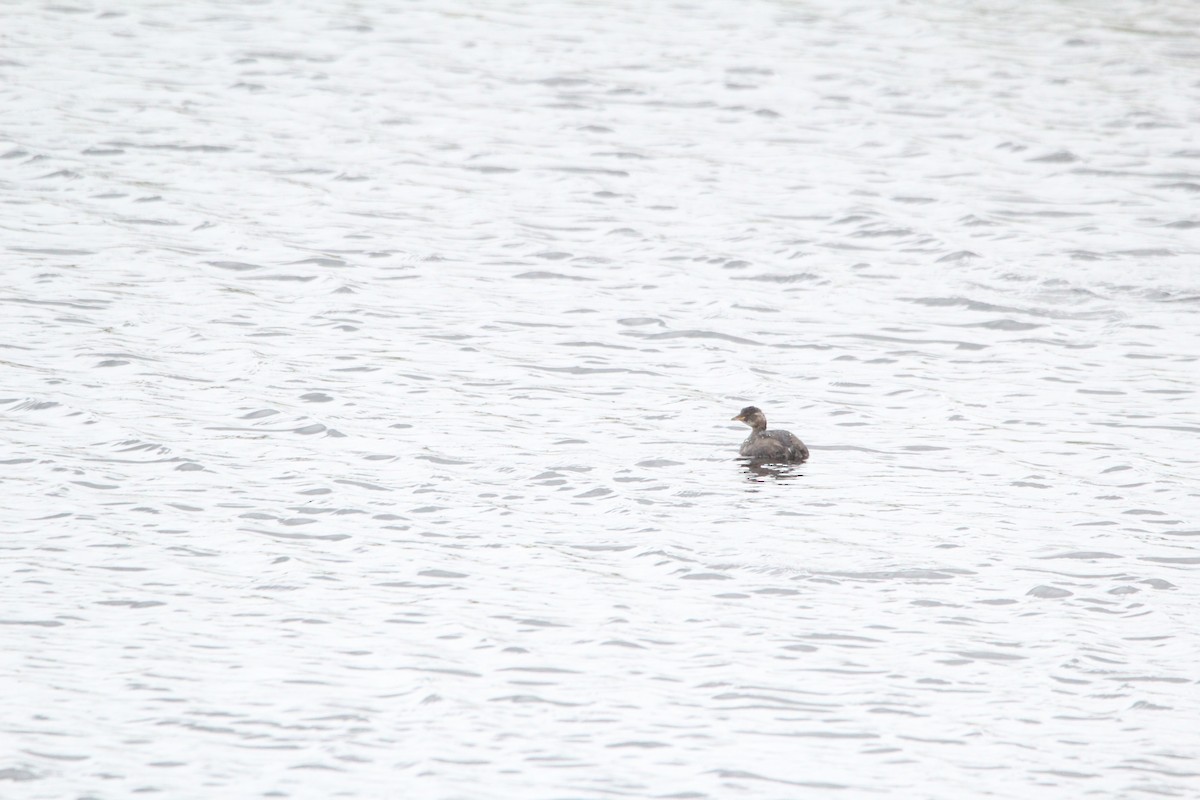 Little Grebe - Joe Parham