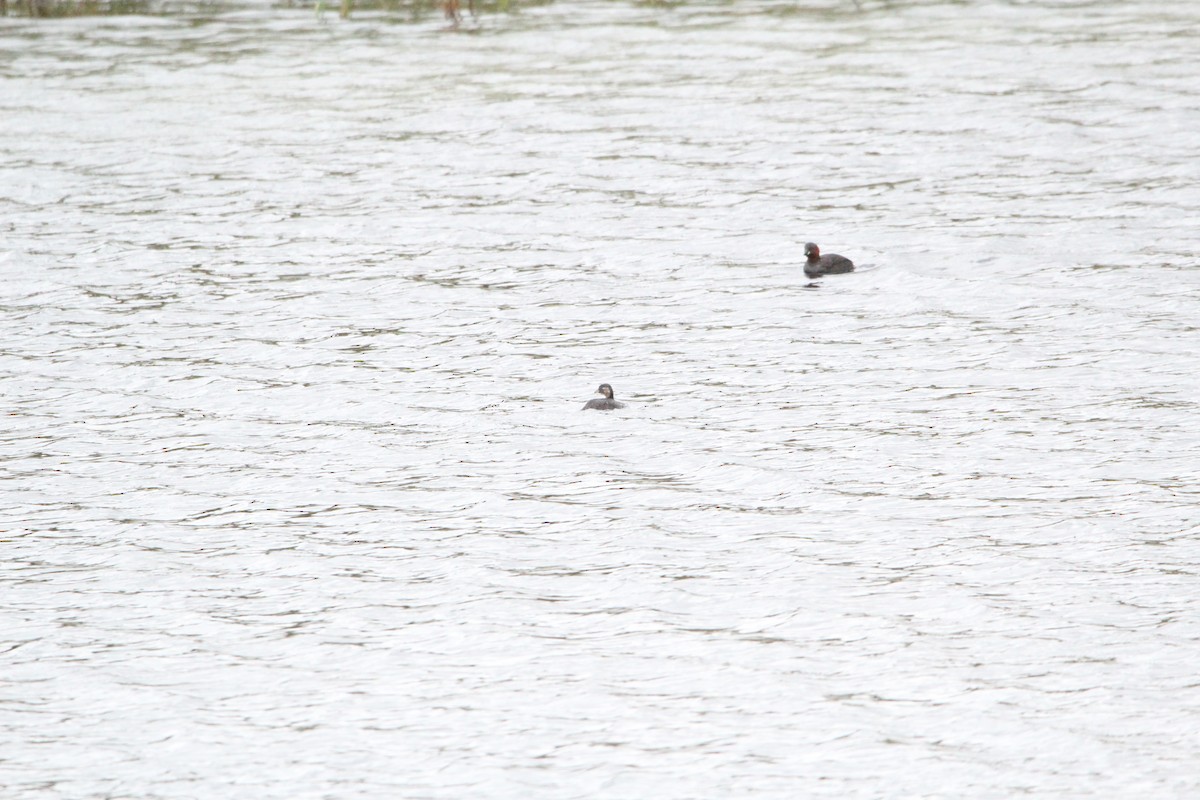 Little Grebe - ML470763321