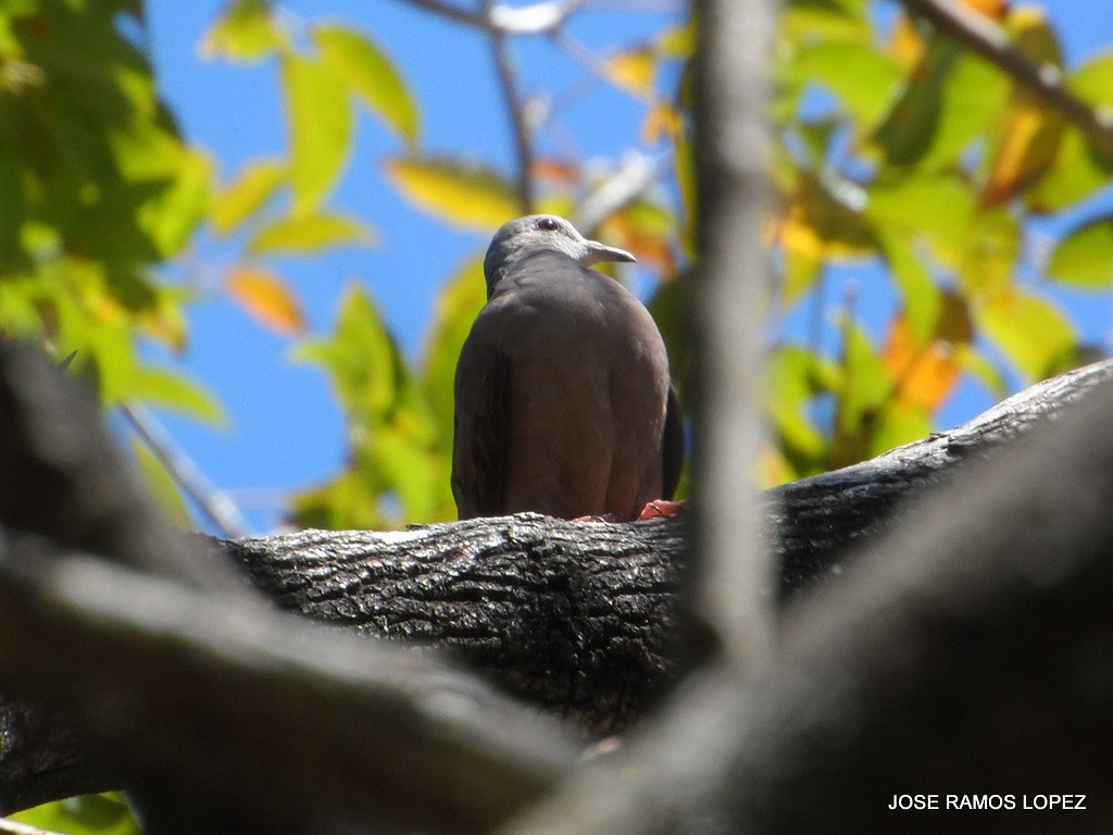 Common Ground Dove - ML47076381