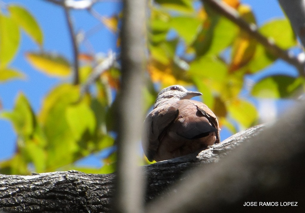 Common Ground Dove - ML47076391