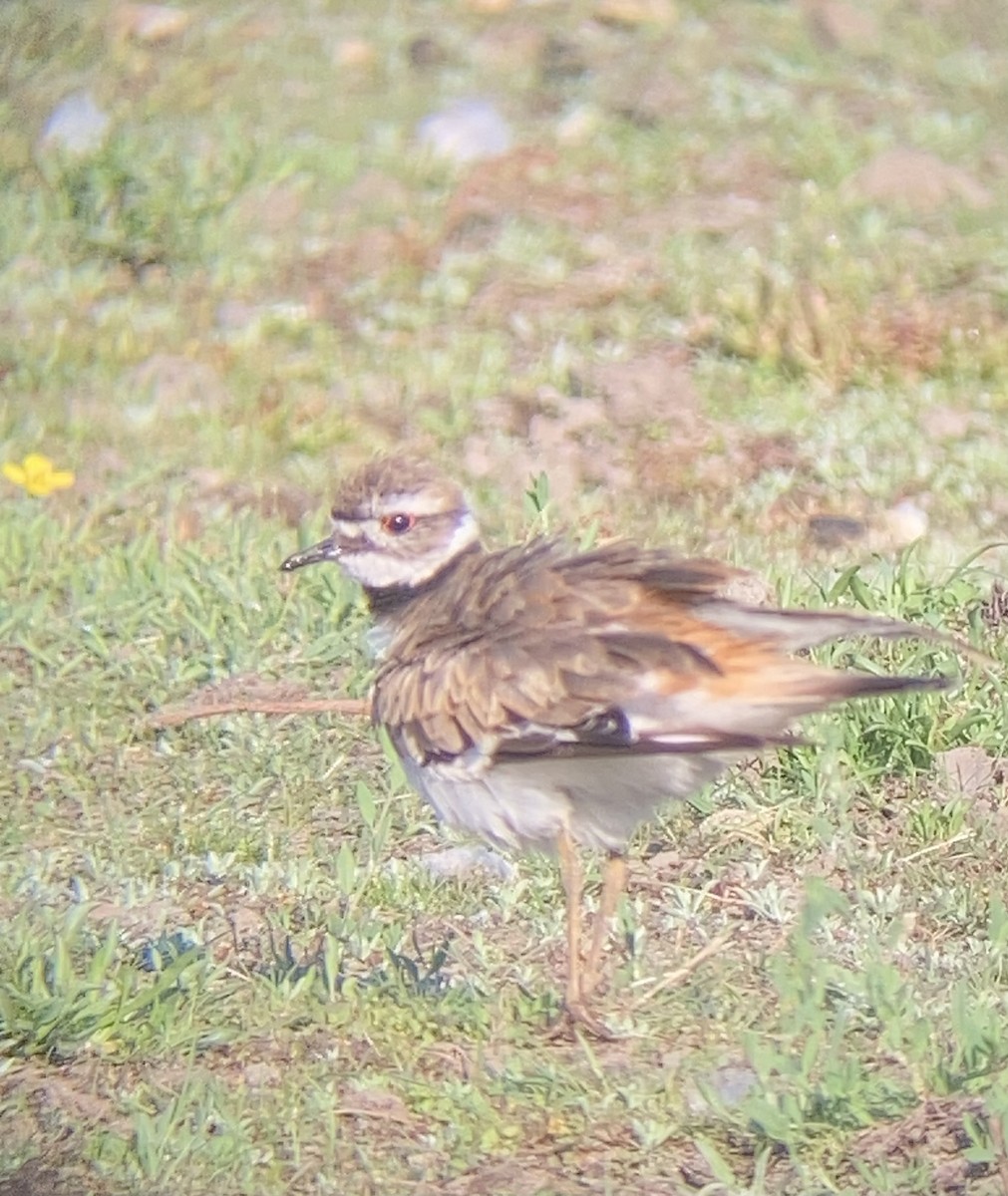 Killdeer - ML470764461