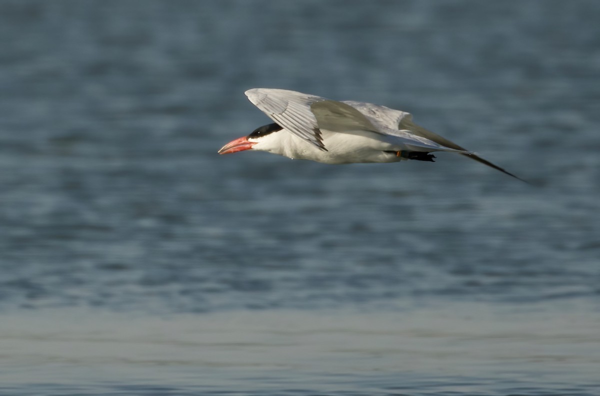 Caspian Tern - ML470764621