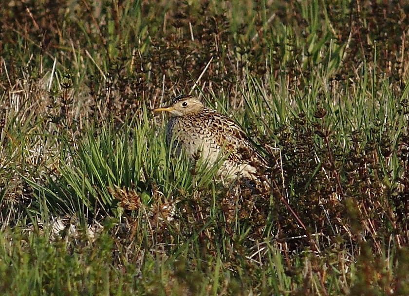 Upland Sandpiper - ML470764711