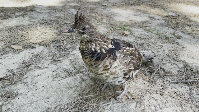 Ruffed Grouse - ML470764811