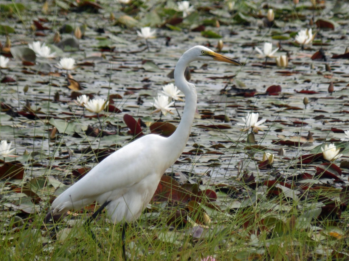 ダイサギ - ML470765651