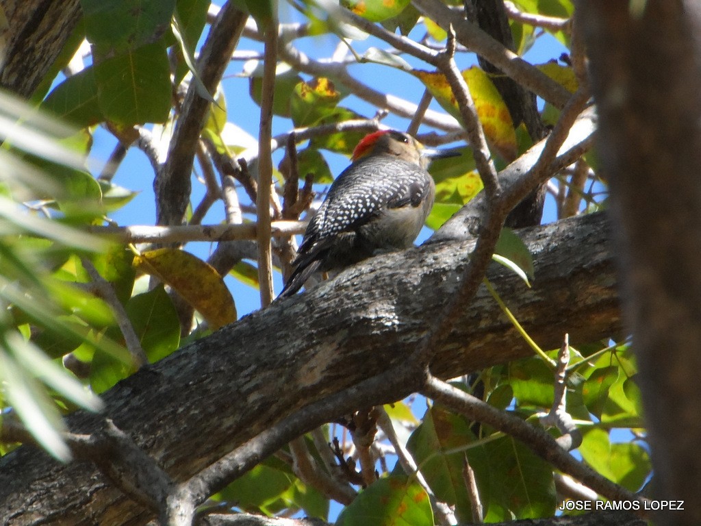 Golden-fronted Woodpecker - ML47076591