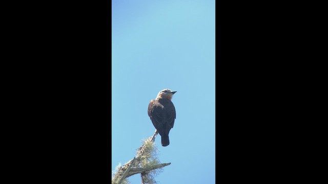 Cliff Flycatcher - ML470766011