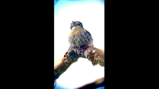 Western Striolated-Puffbird - ML470766091