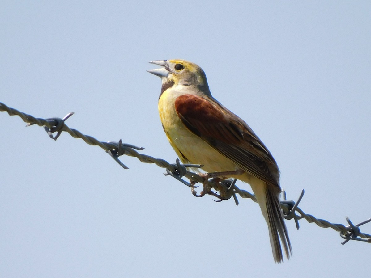 Dickcissel - ML470767051