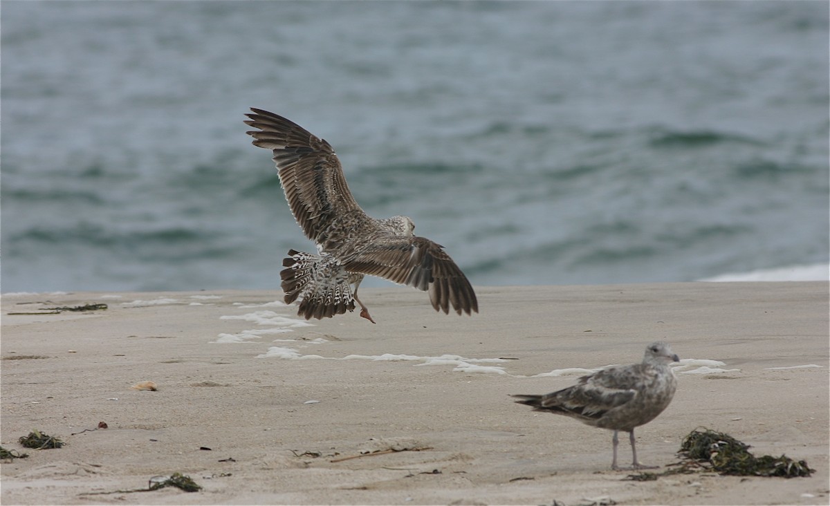 Lesser Black-backed Gull - ML470769291