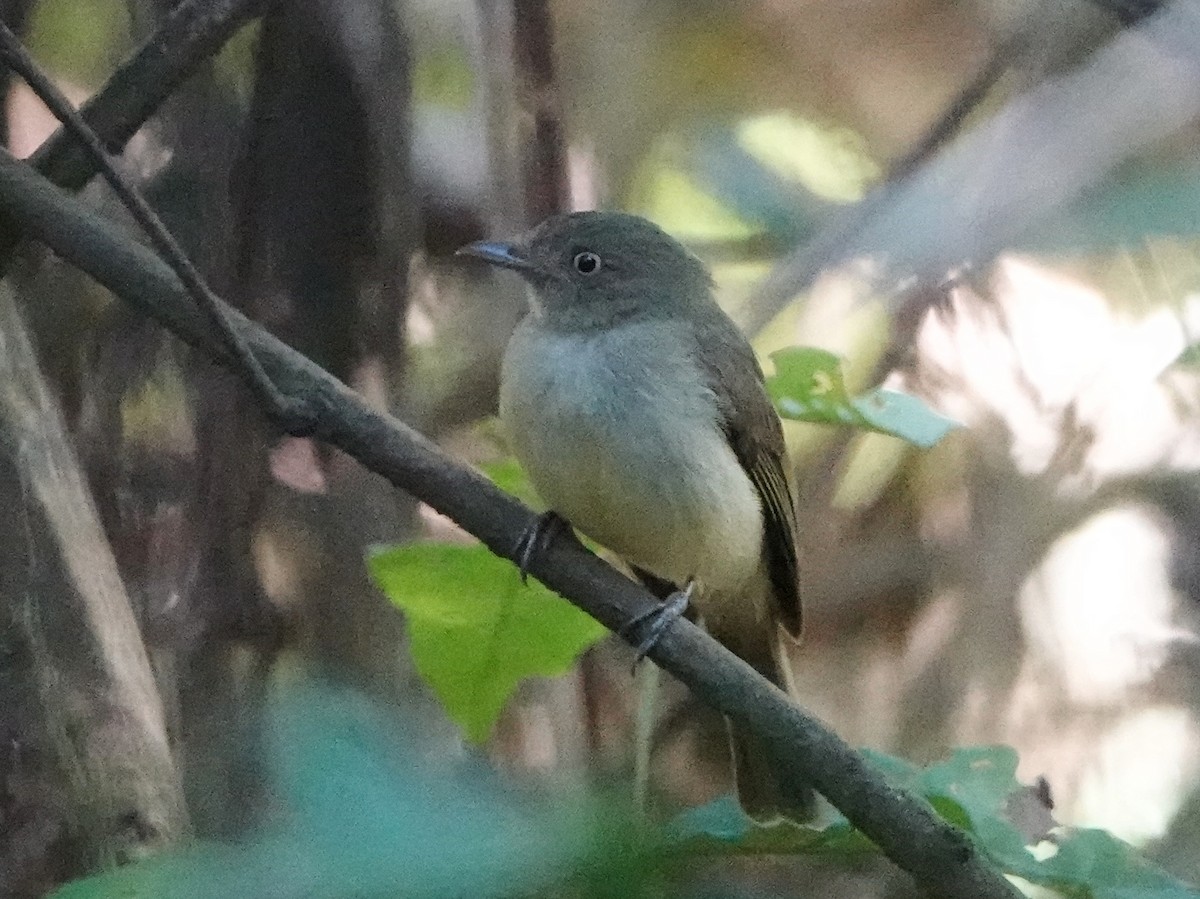 Sulphur-bellied Tyrant-Manakin - ML470769471