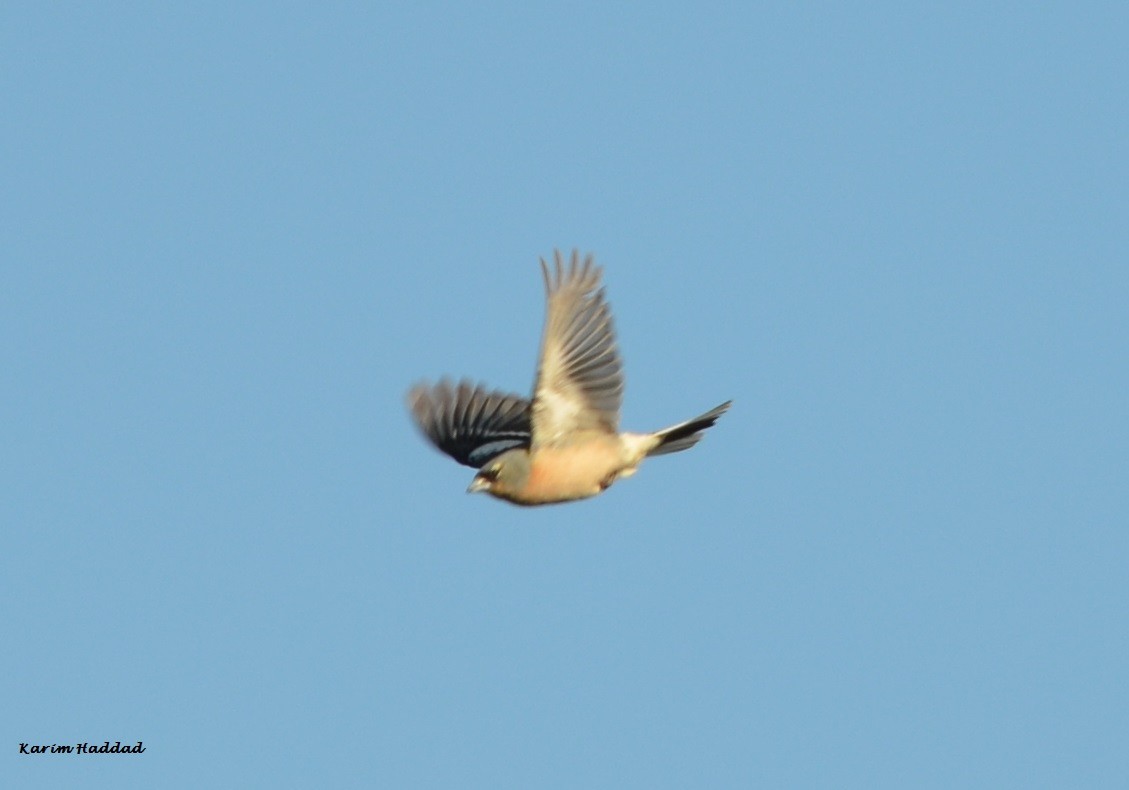 African Chaffinch (Tunisian) - ML47076951
