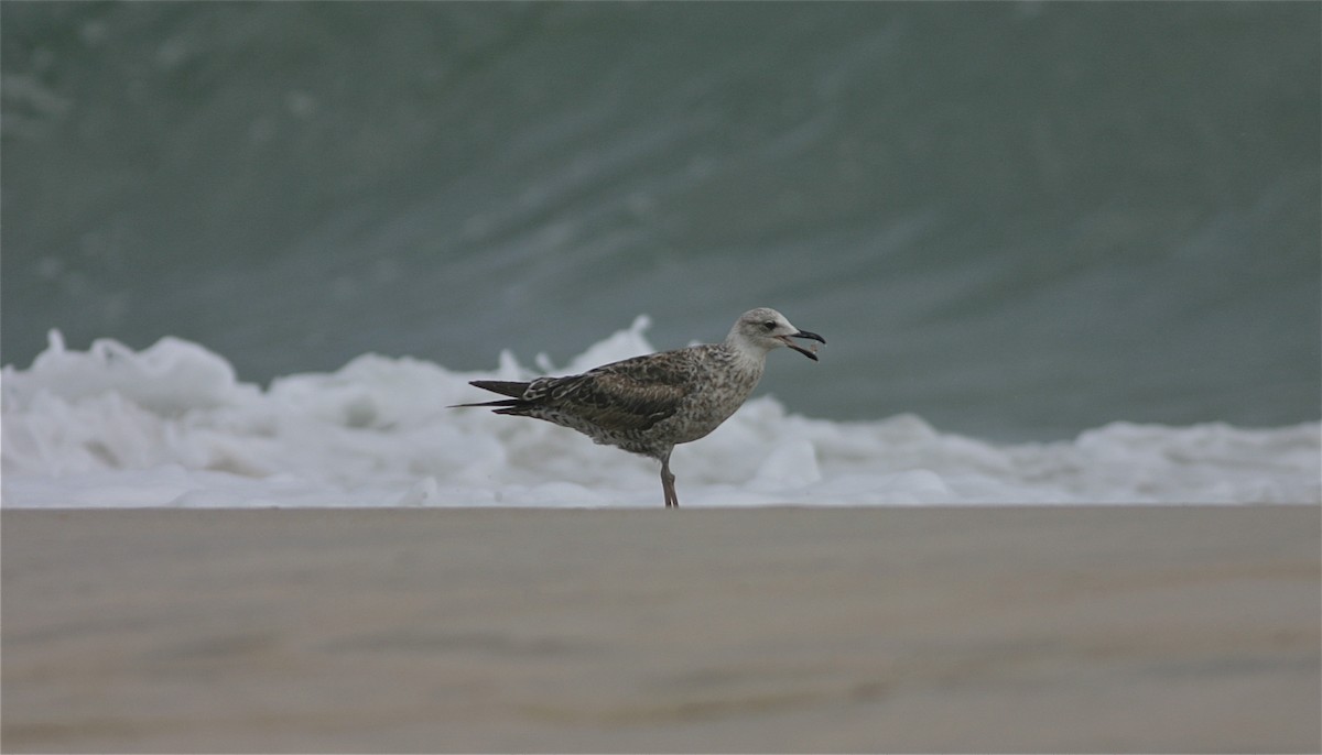 Lesser Black-backed Gull - Shai Mitra