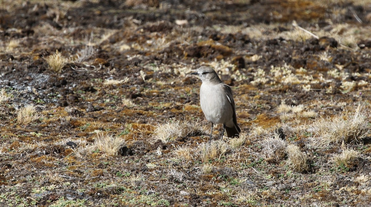 White-fronted Ground-Tyrant - ML470769911