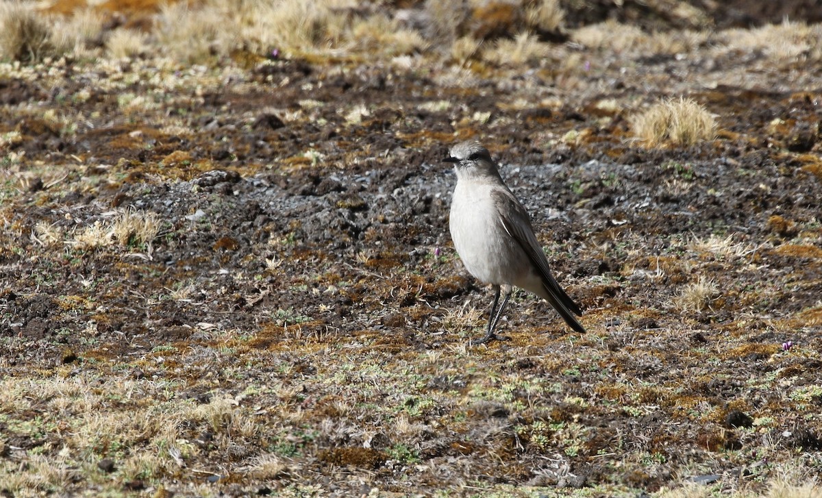 White-fronted Ground-Tyrant - ML470769921