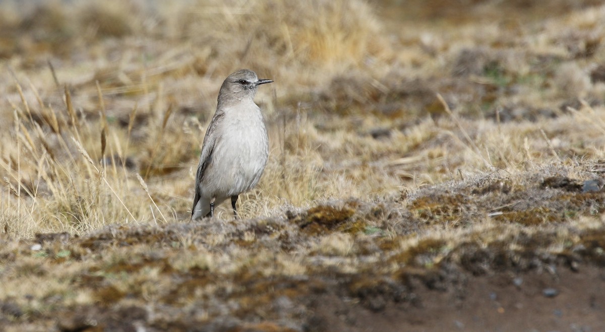 White-fronted Ground-Tyrant - ML470769971