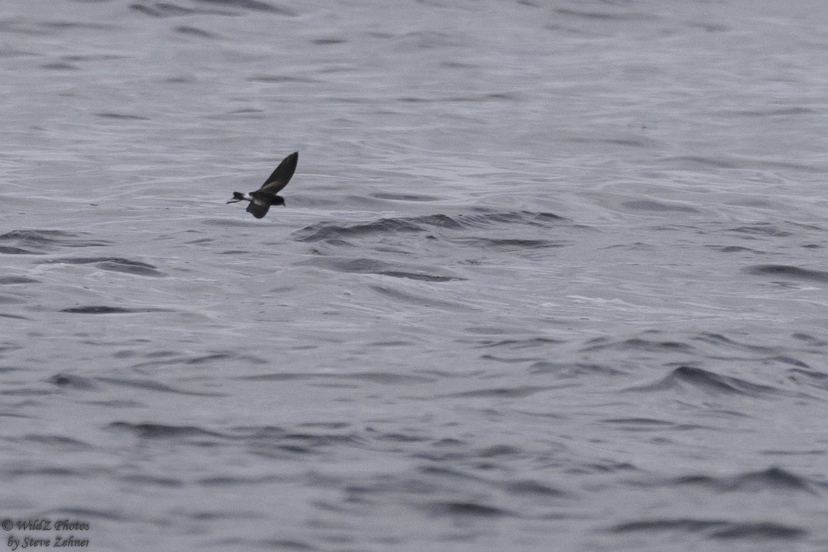 Wilson's Storm-Petrel - ML470770311